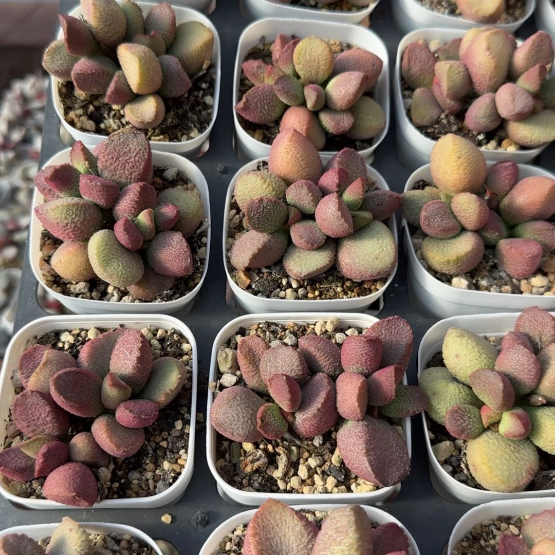 单颗赛猪肝量拍链接