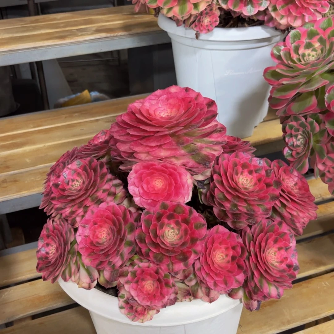 自**在荔枝1111111