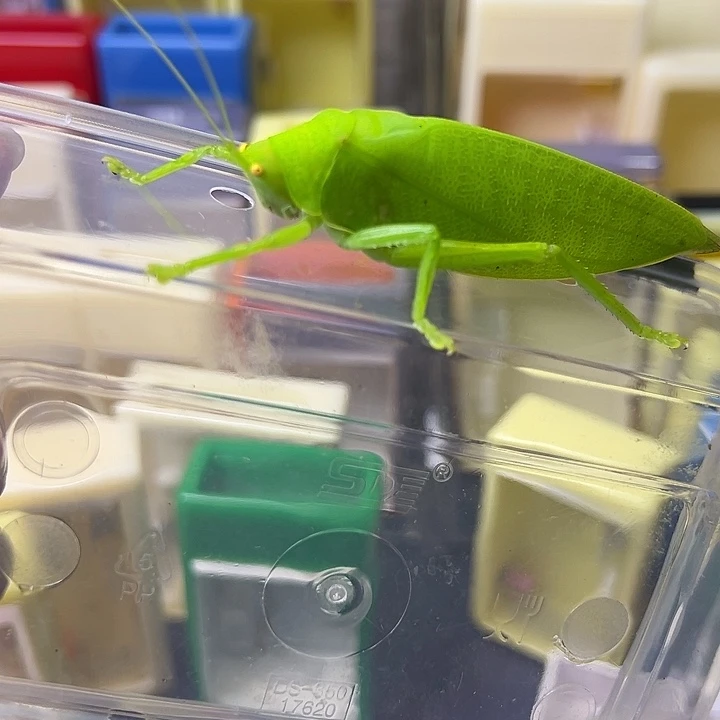 雪***原蟋蟀哈哈哈哈哈哈哈哈哈哈