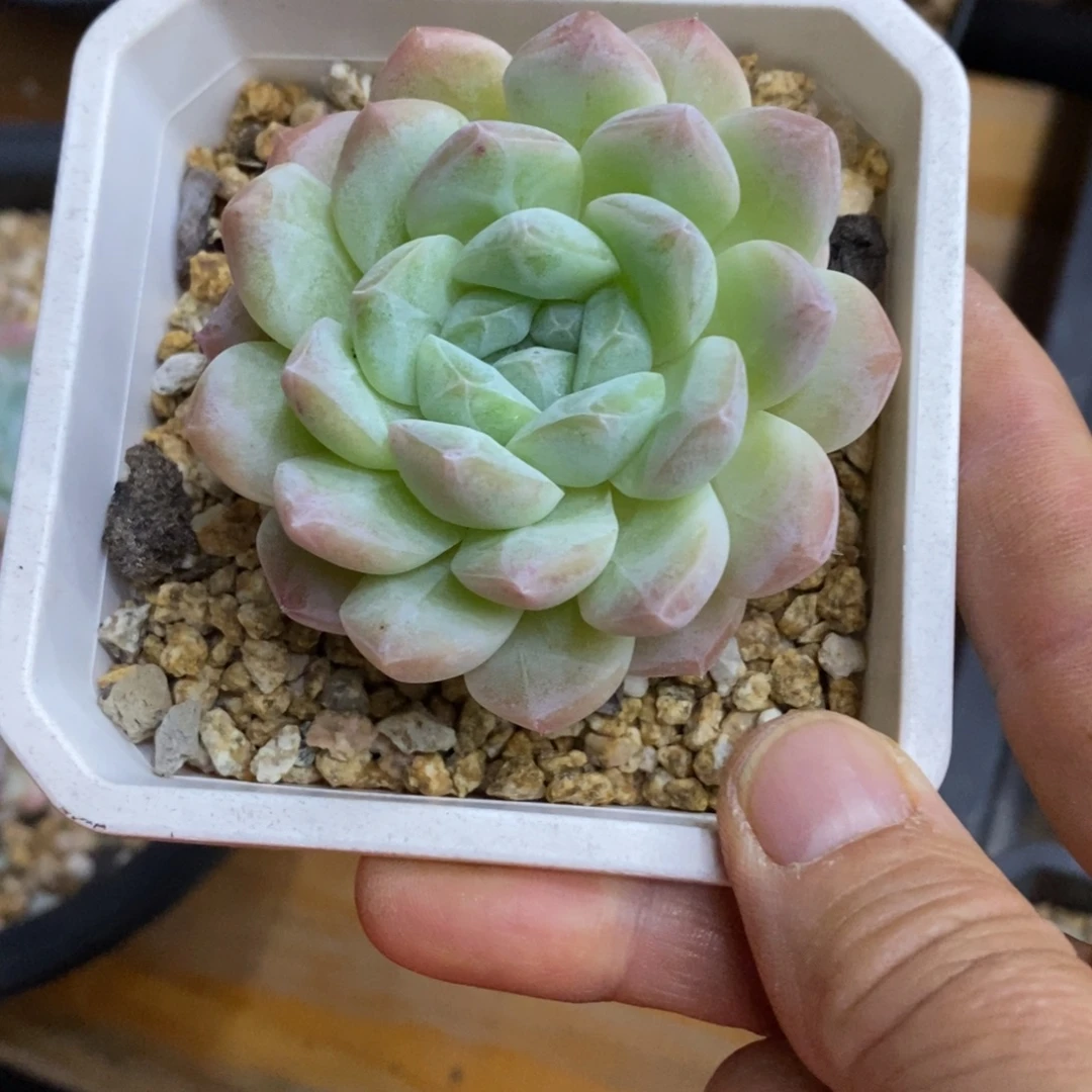 精品多肉一物一拍不包整84