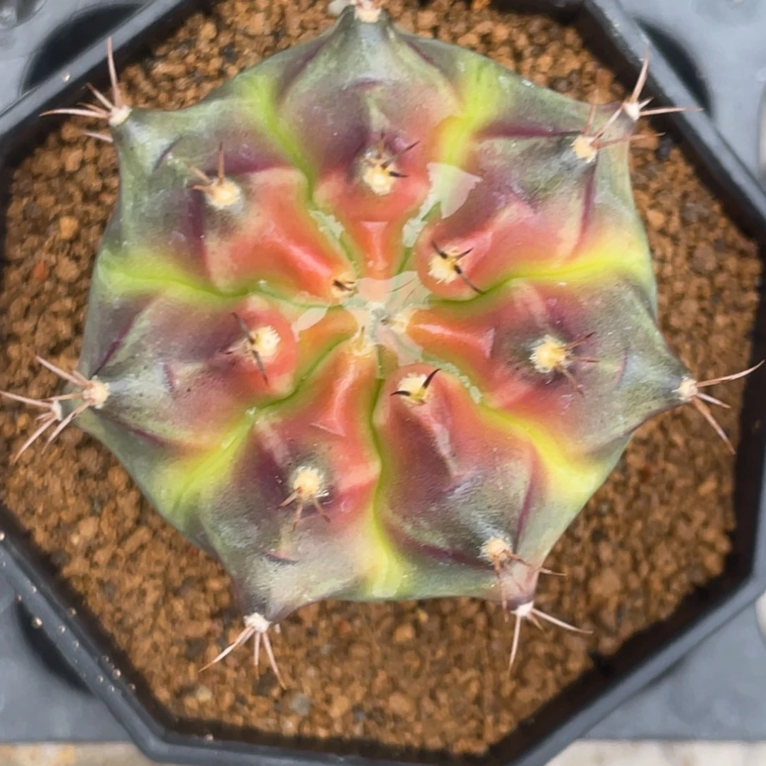 当前无花朵，栽培后可花朵皮色球