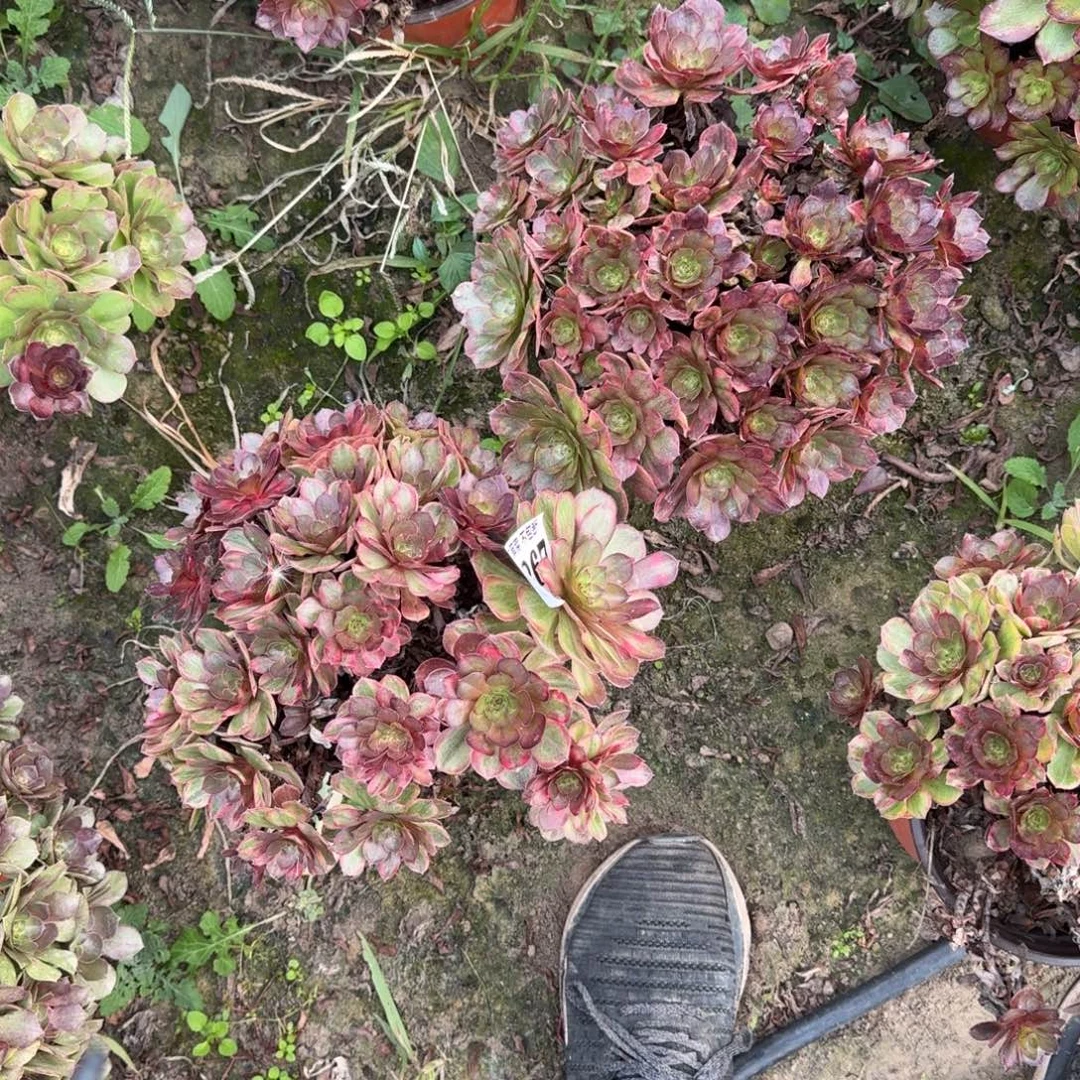 17-15法师万七彩2颗无售后2267