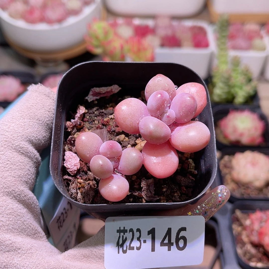 花利美23-146桃蛋