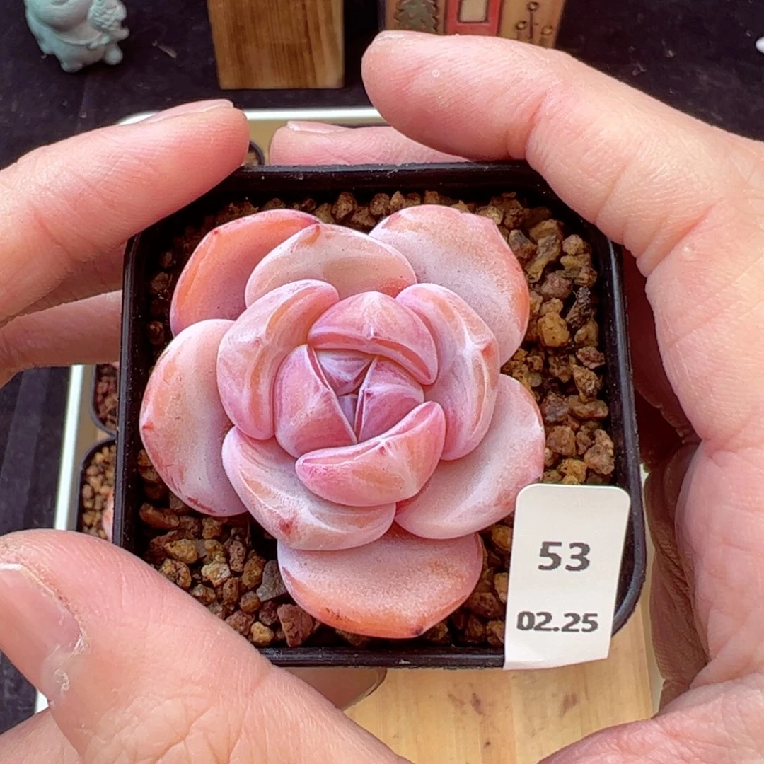 奶茶53、哈哈哈哈