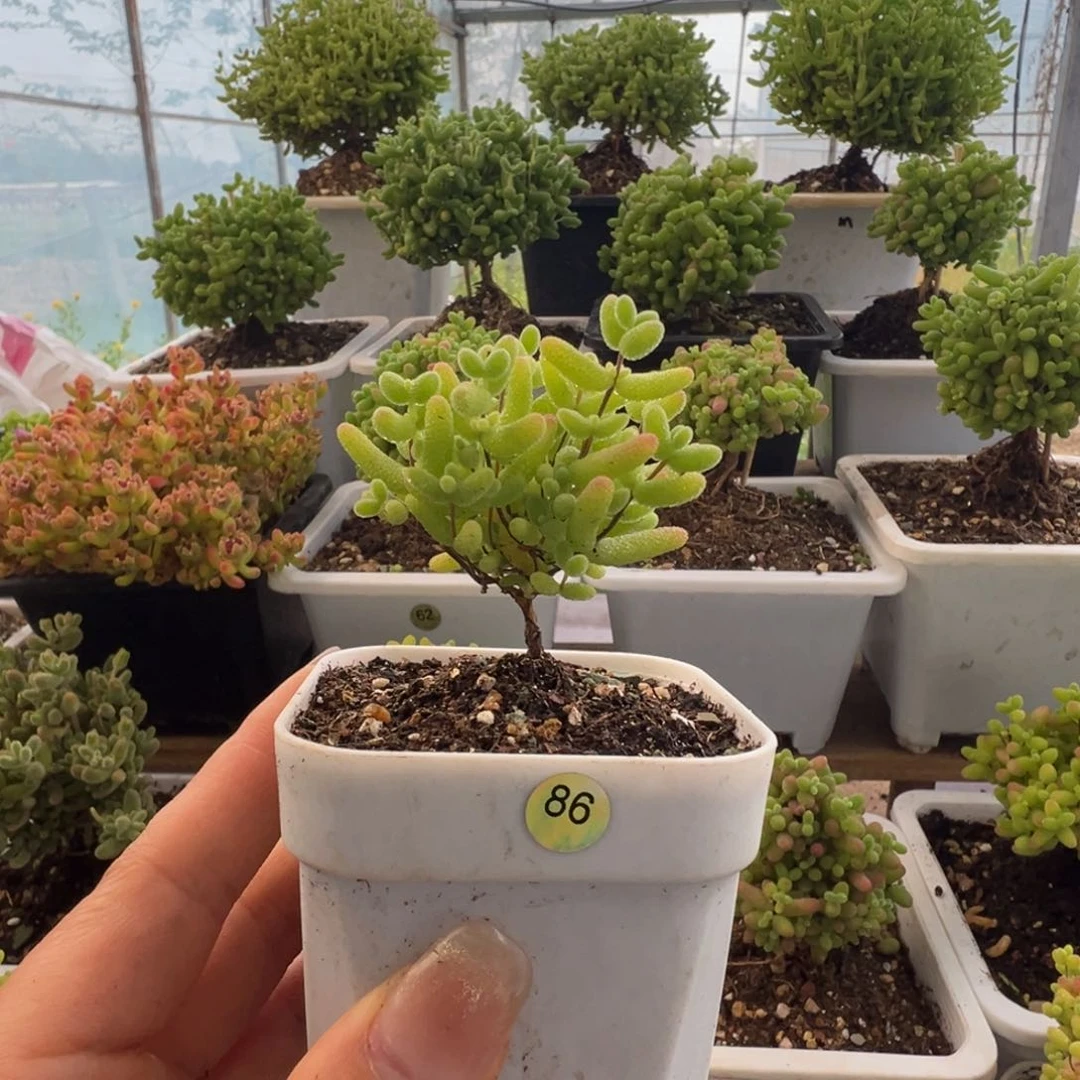 86号直腿蜜橘枝干番杏