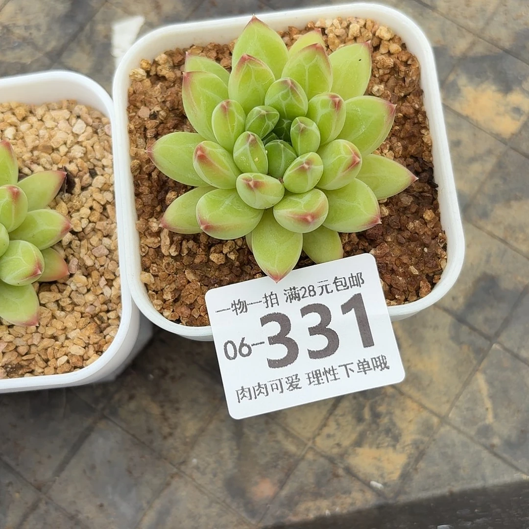 胖体青花瓷无盆土发货无盆