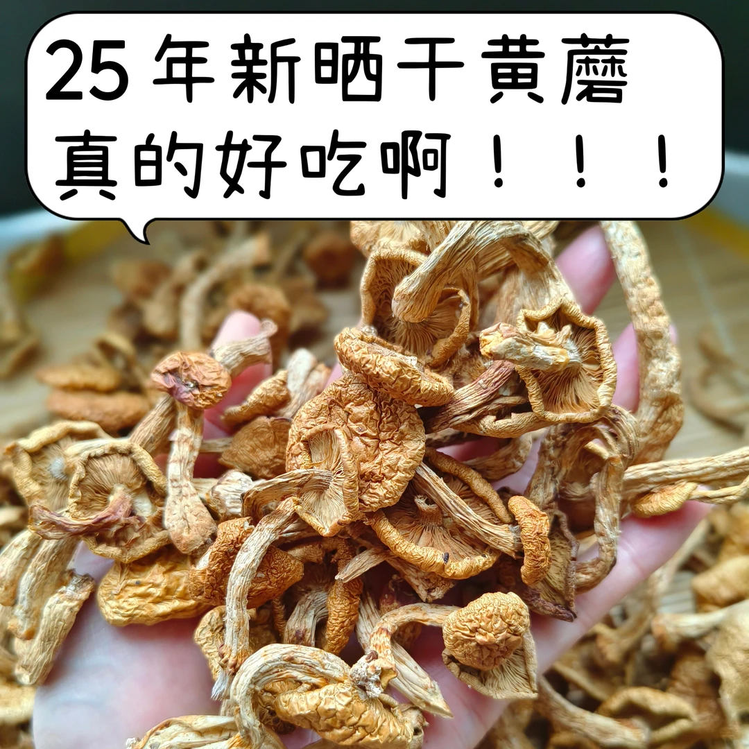 25年新货东北黑龙江黄蘑滑子菇干货好吃小鸡炖蘑菇榛蘑干蘑菇