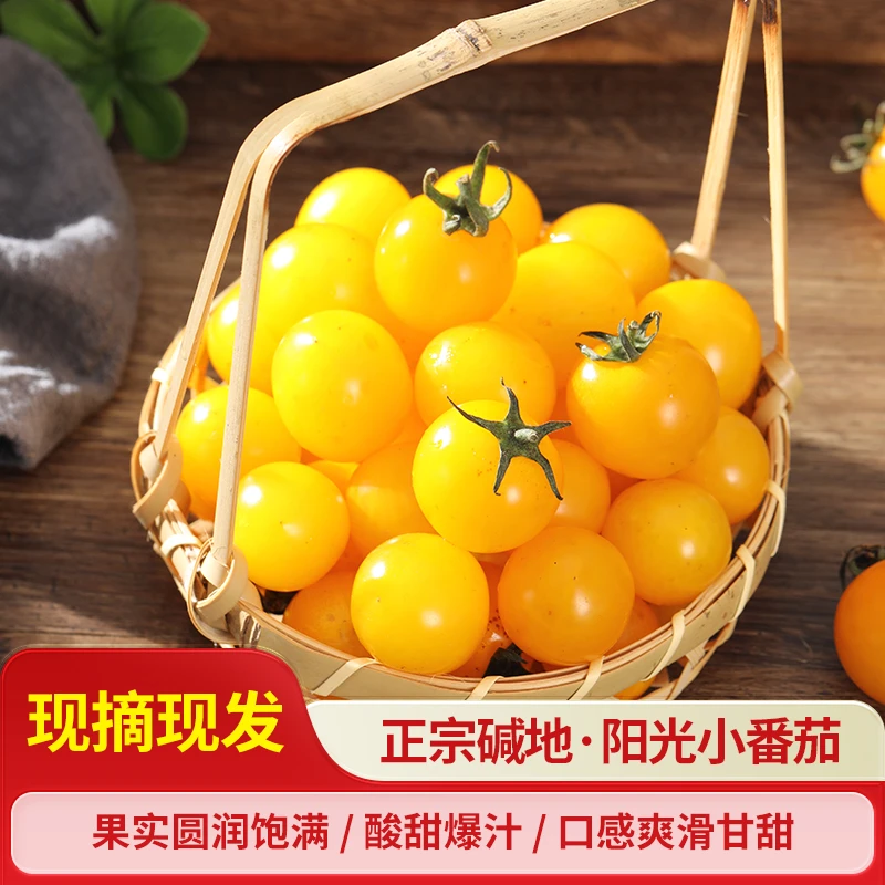 3斤东北小黄柿子阳光小番茄黄姑娘柿子水果番茄小果圣女果酸甜口