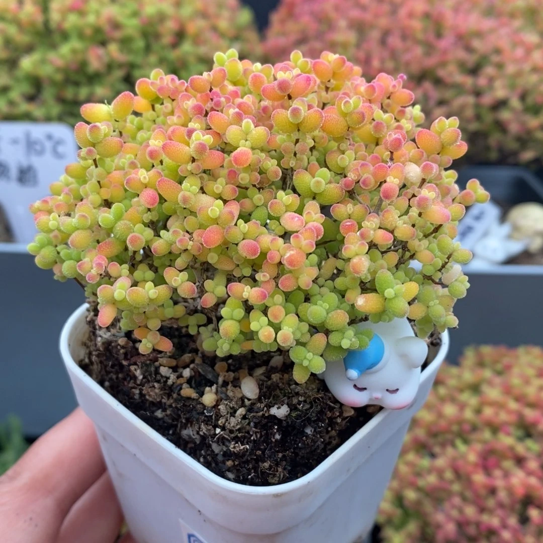 无花朵37号蜜橘糖球