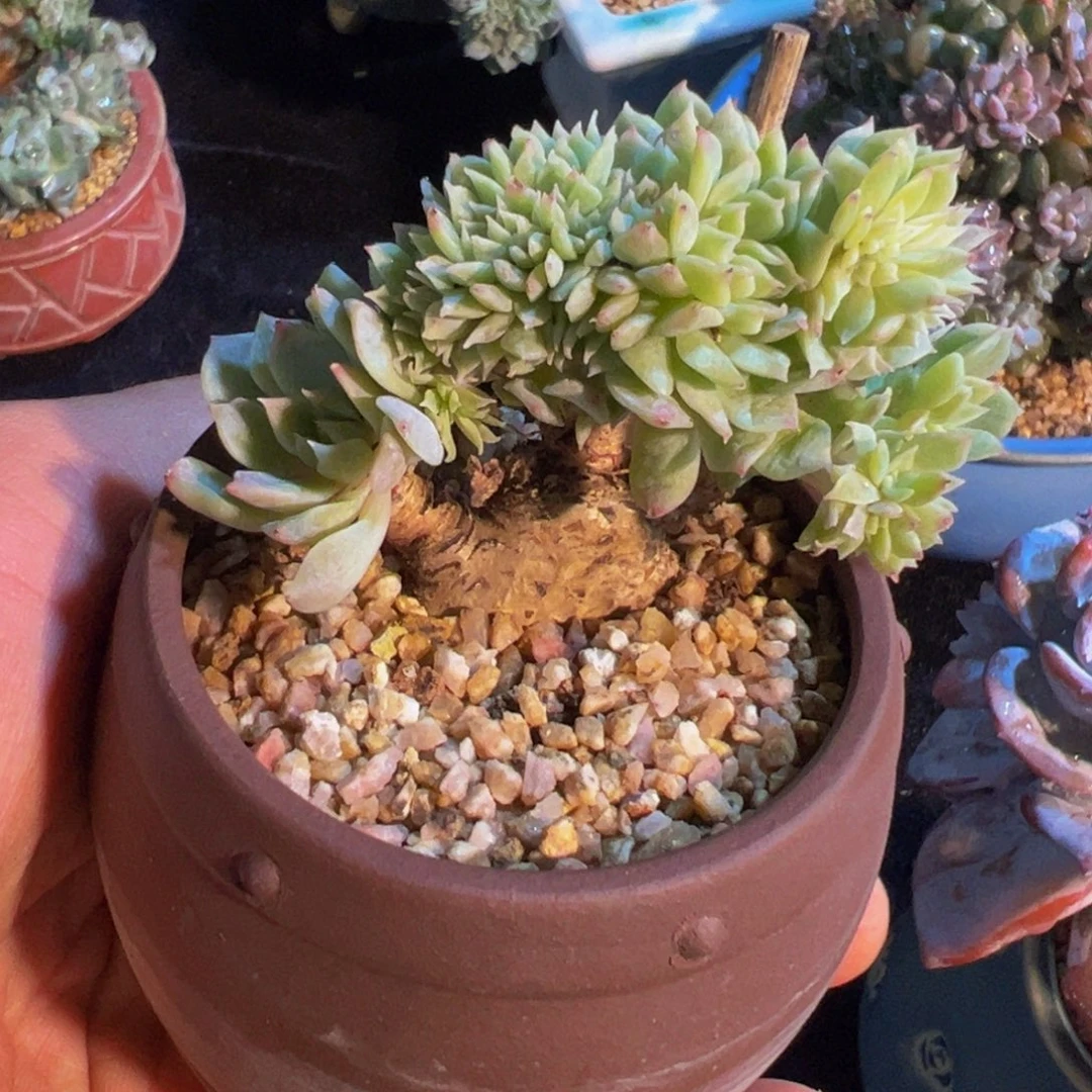 新年快乐 新年快乐