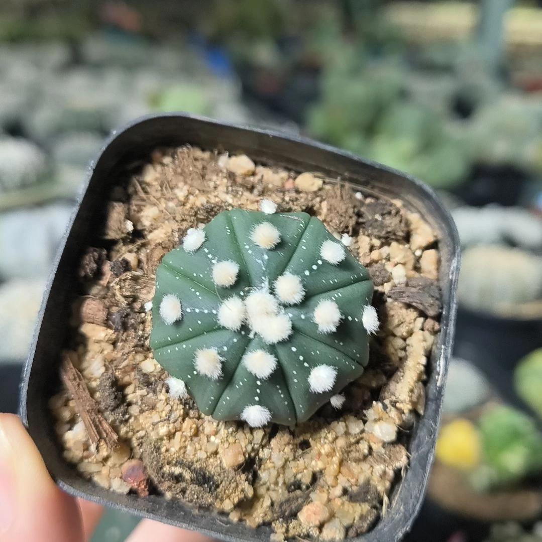 实生琉璃兜3.8cm一物一拍