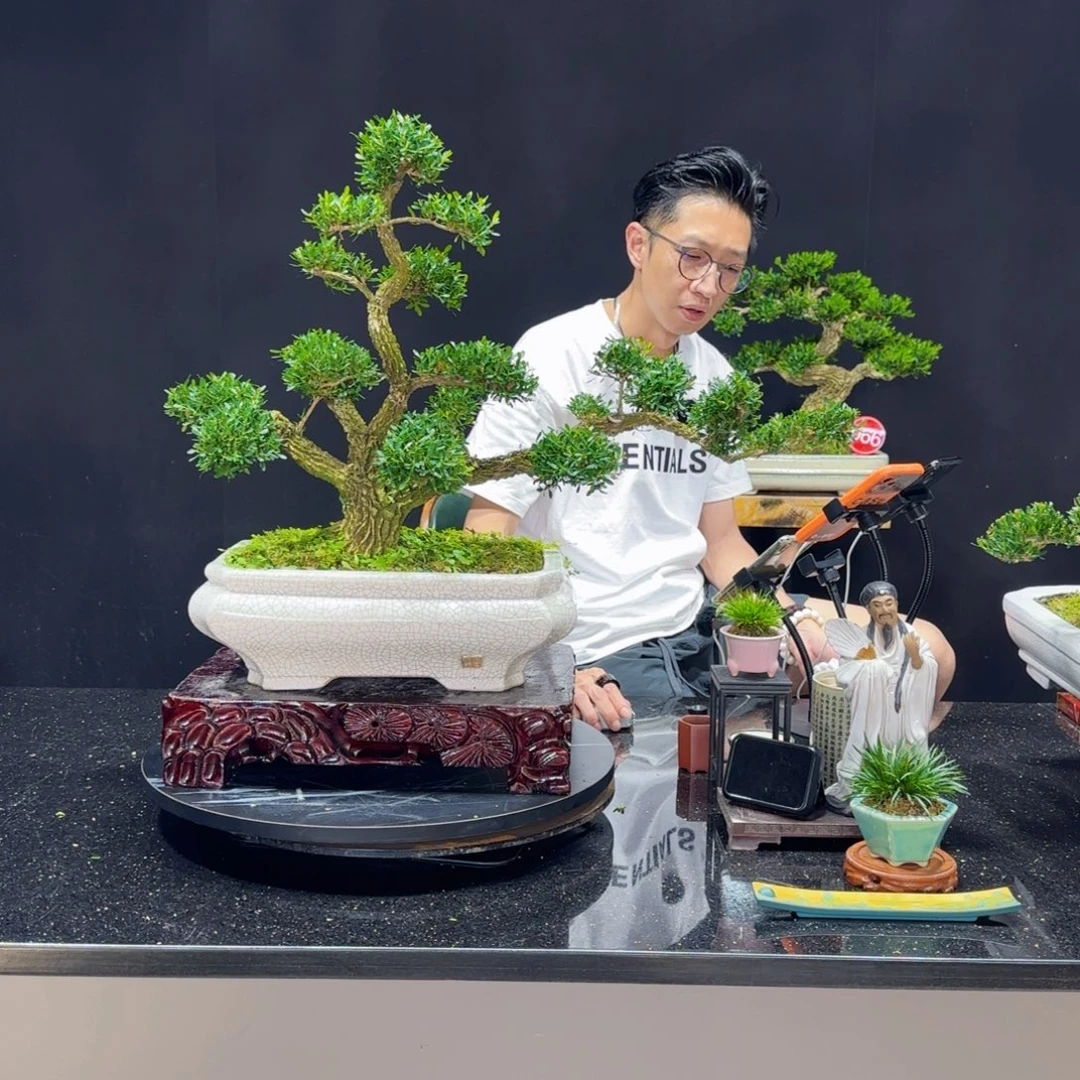 无花朵缘****茶黄杨室内室外盆景艺术