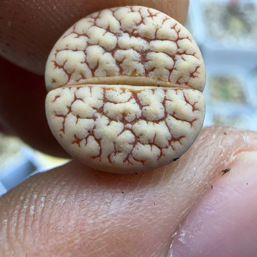 135 生石花大棚直播