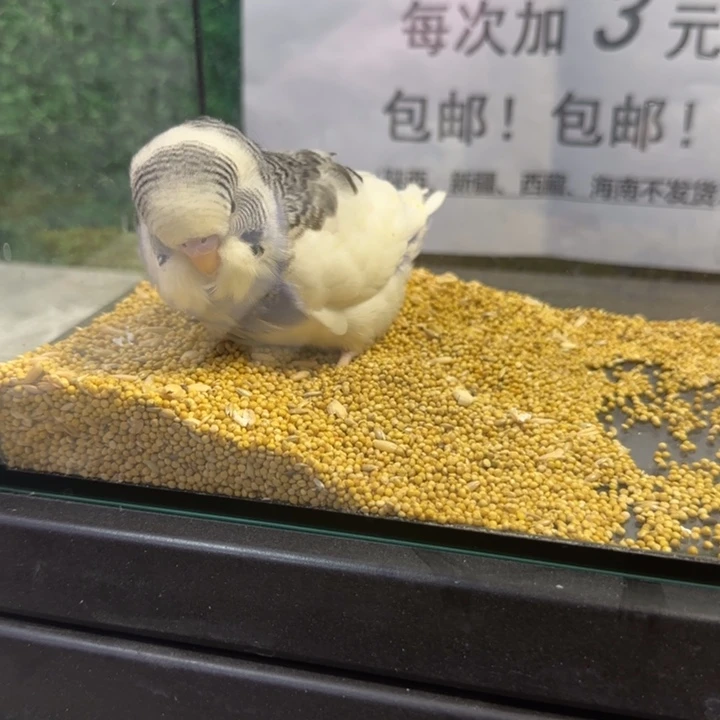 虎皮鹦鹉大头虎皮鹦鹉