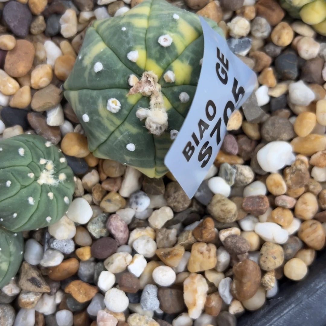 天***瑜S705号兜10.28仙人球