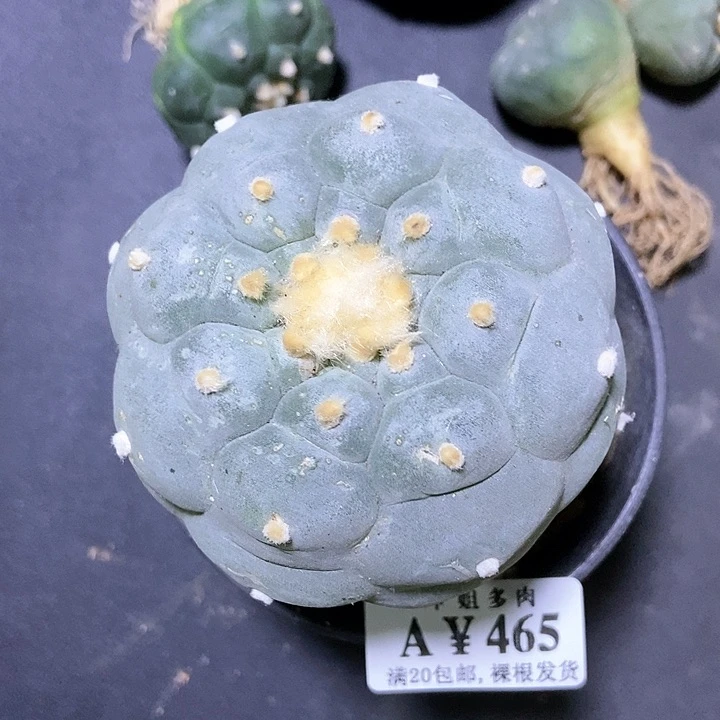 465草球银