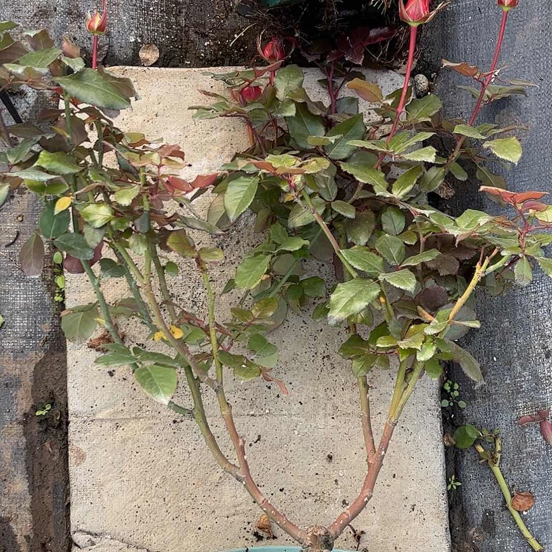 无花朵摩卡，2加仑土球发货