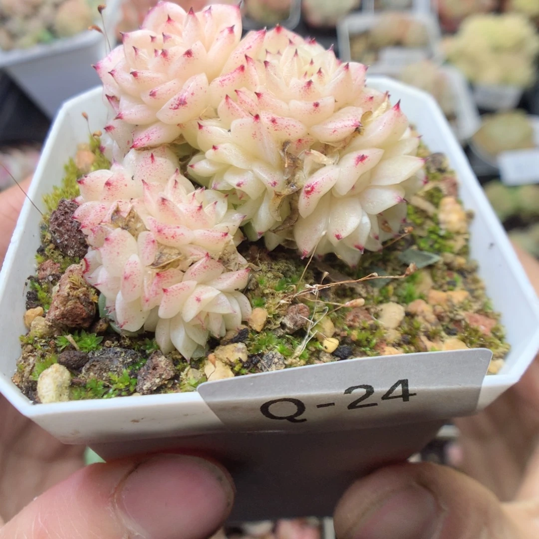 无花朵Q24。 yyyyyyyy