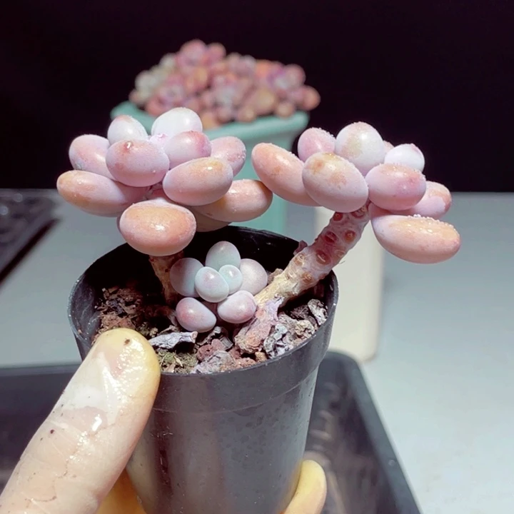 桃蛋样品样品1颗带盆发货12