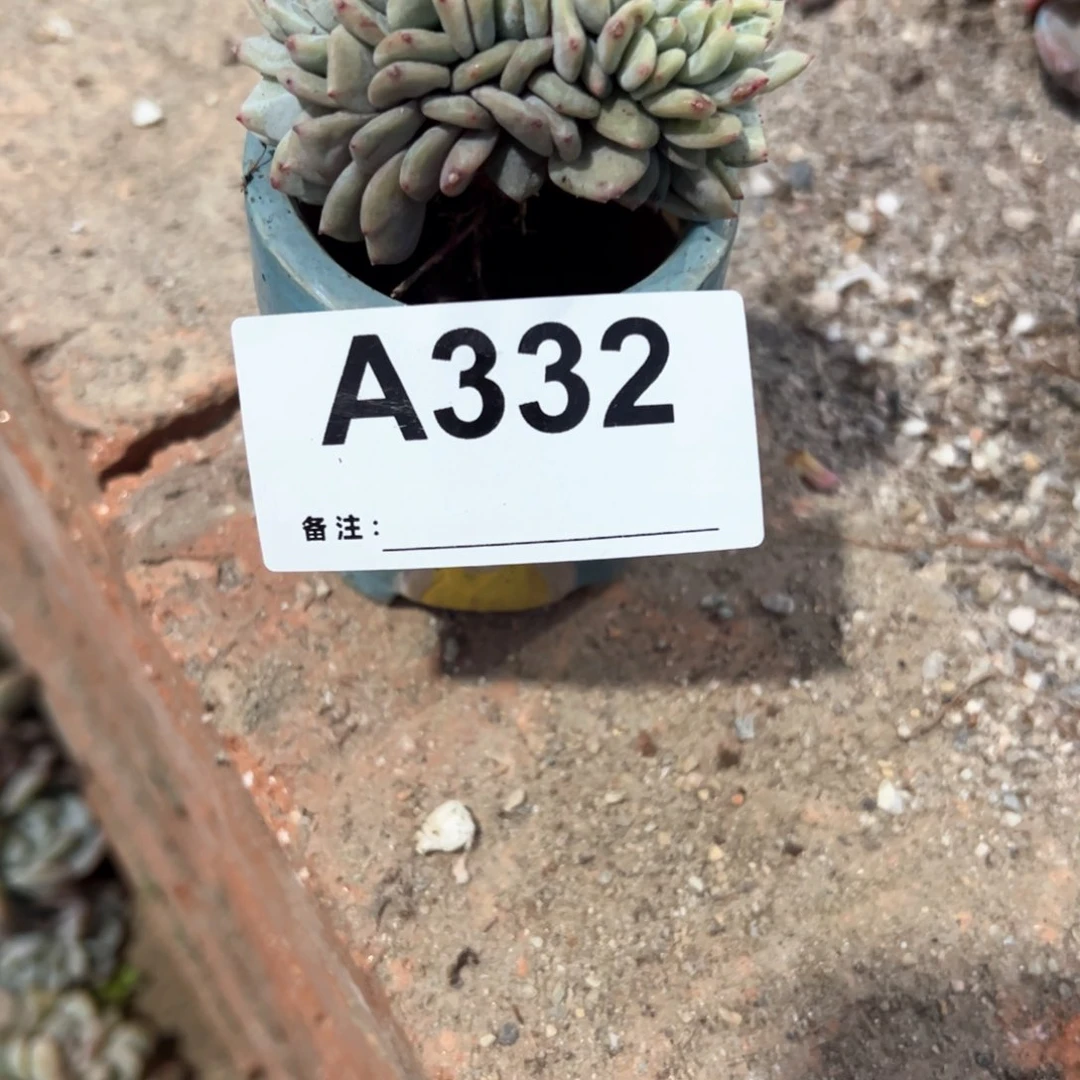 漫****光332 多肉多肉多肉多肉多肉