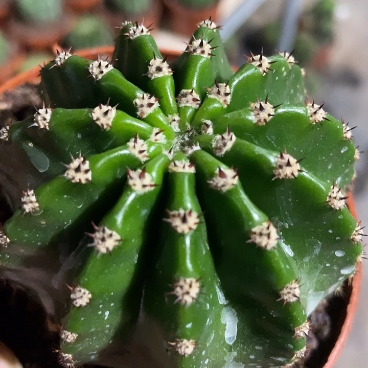 实生黑短粗刺彩草