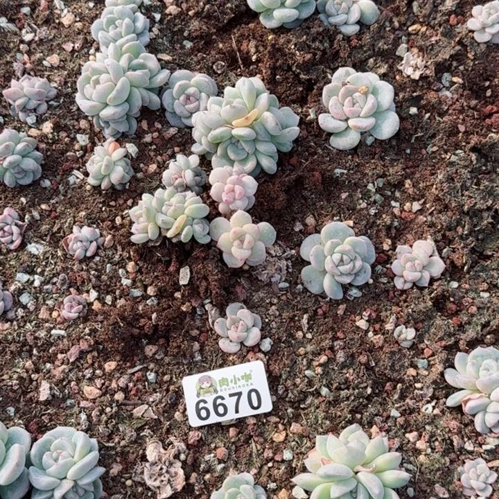 芽*多肉植物多肉植物