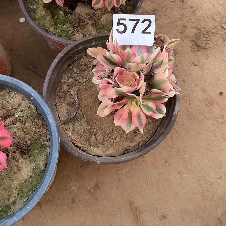 无花朵572女巫南量拍随机发