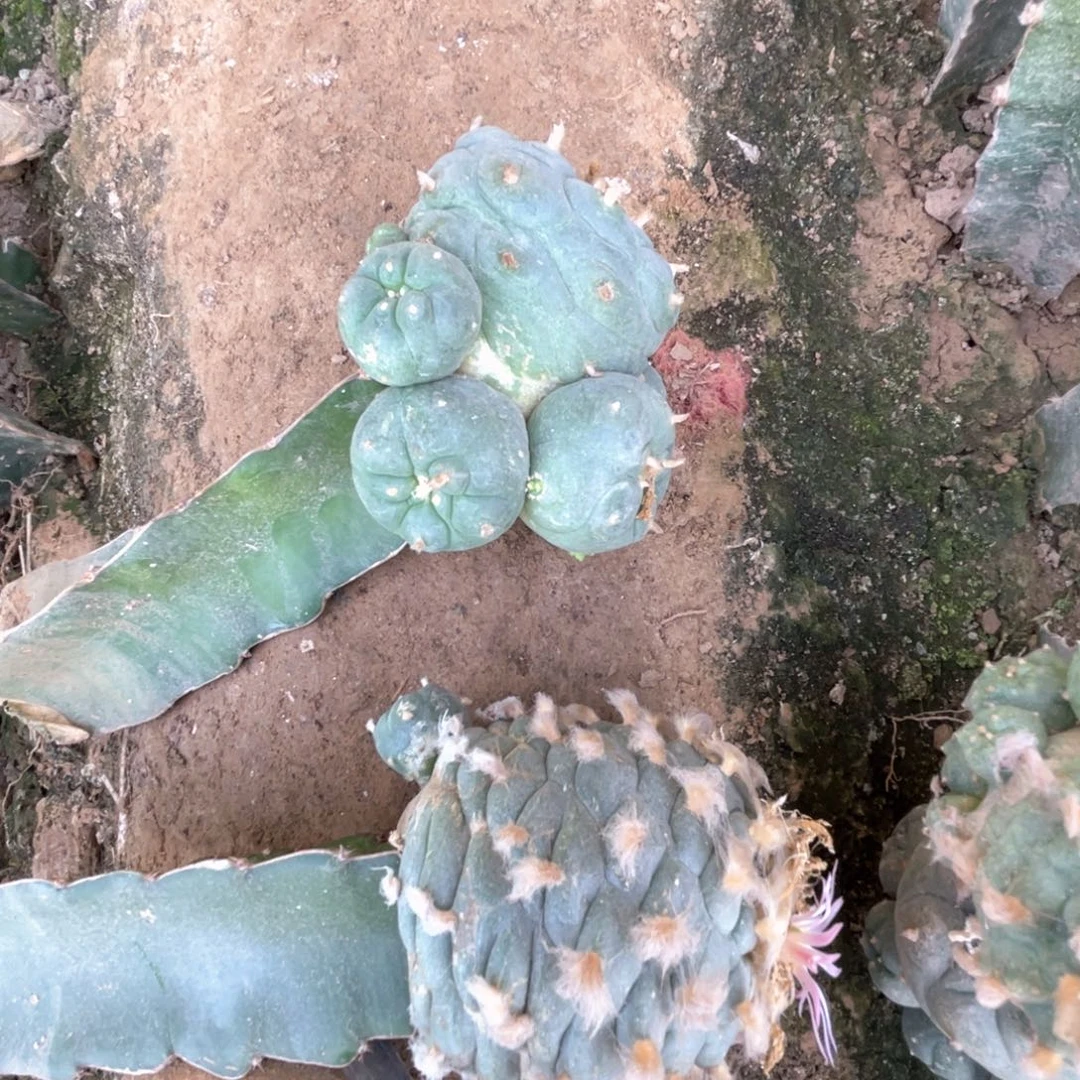 完全开放海鲜海仙2