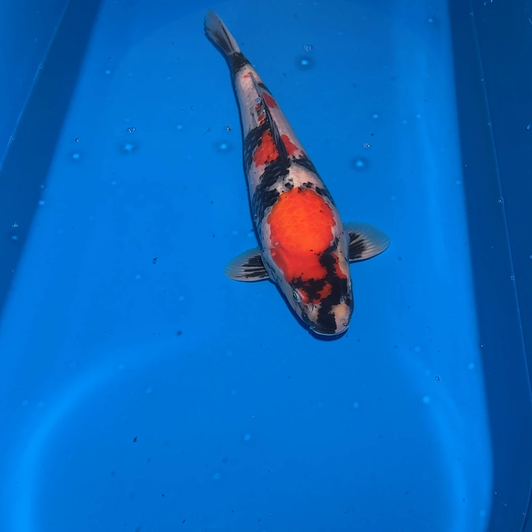 鲤科类公母搭配10-70不支持退换