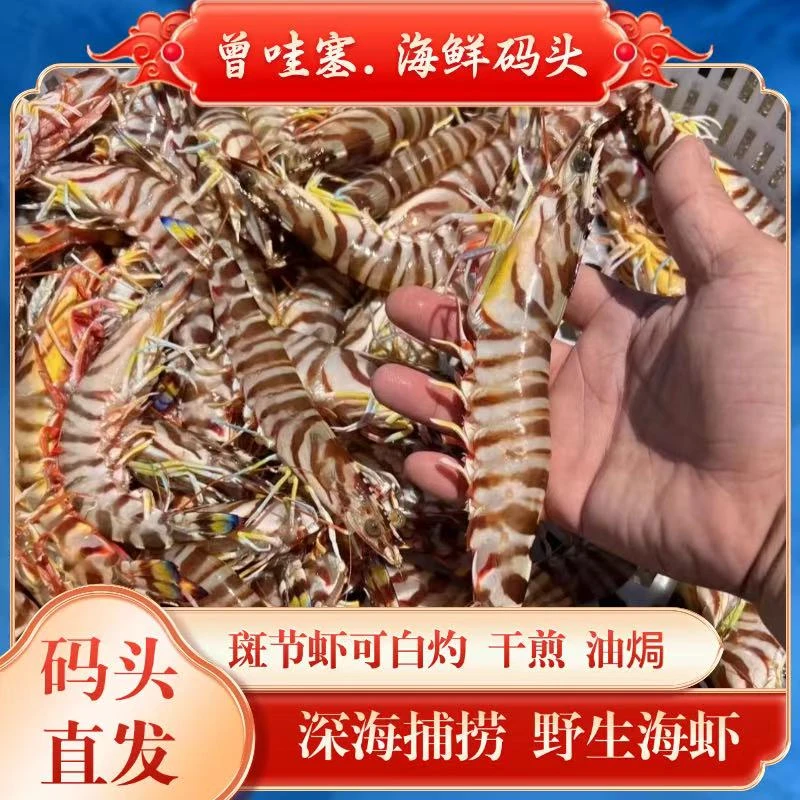 【顺丰包邮】汕尾码头野生斑节虾深海现捕壳薄肉厚8-10条/斤净重2斤 HH