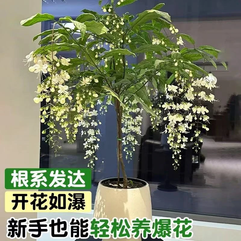 垂丝茉莉盆栽耐寒热花卉室内花卉客厅垂吊植物四季开花绿植盆景