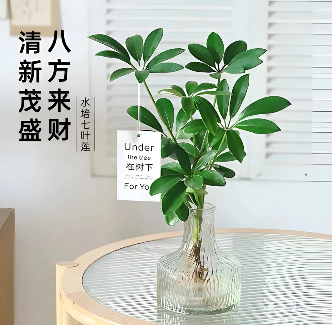 水培七叶莲鸭脚木绿植盆栽室内外生长四季常青植物