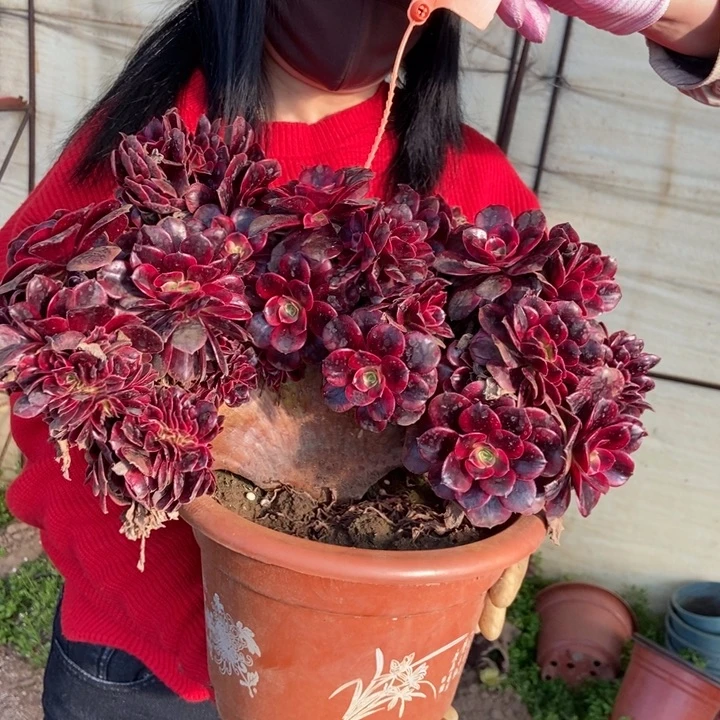 恋*918美杜莎缀化老桩缀化