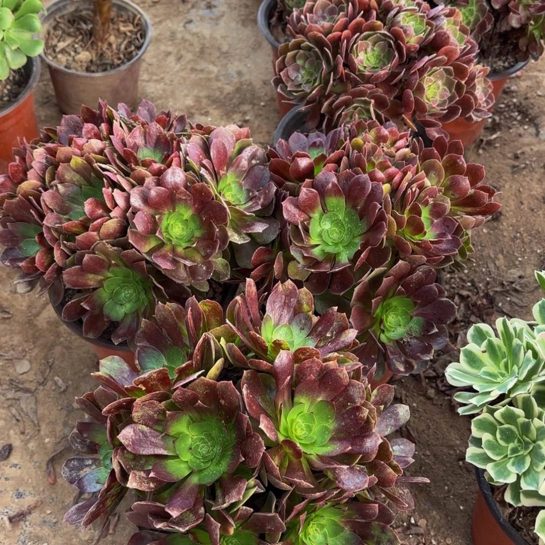 黑金玫瑰绣球9.9多肉植物