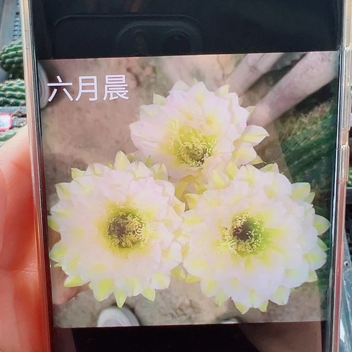 毛花柱六月晨侧芽拍一发二