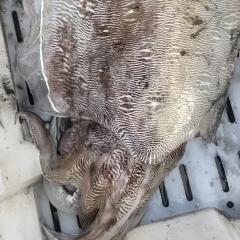 【墨鱼】北海北部湾天然海鲜，墨鱼