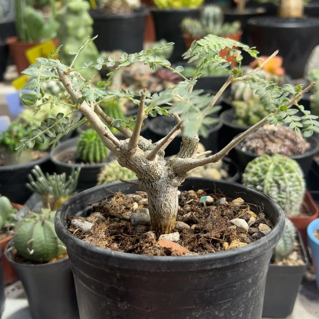 尼勒达乳香带盆111111111111