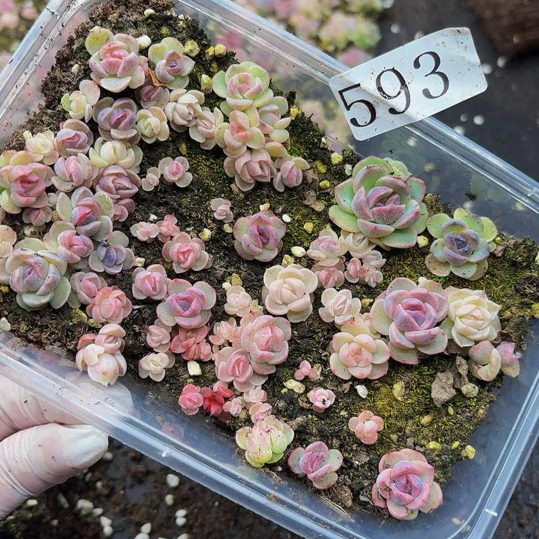 多肉植物多肉植物593