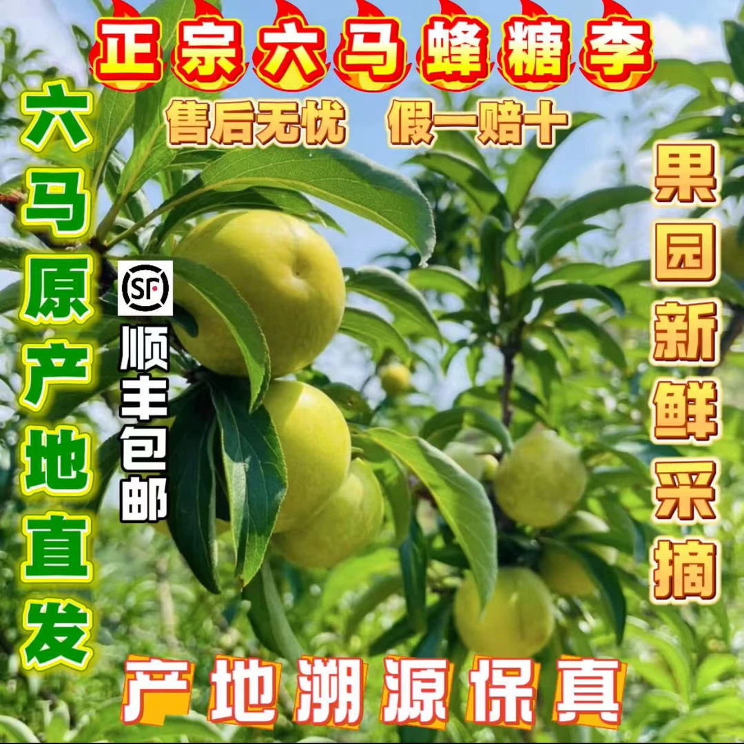 【假一罚十】正宗贵州六马蜂糖李产地直发新鲜脆甜当季水果