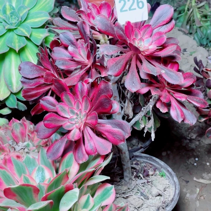 多肉植物组合226