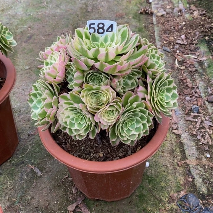 用****0海王多肉植物584