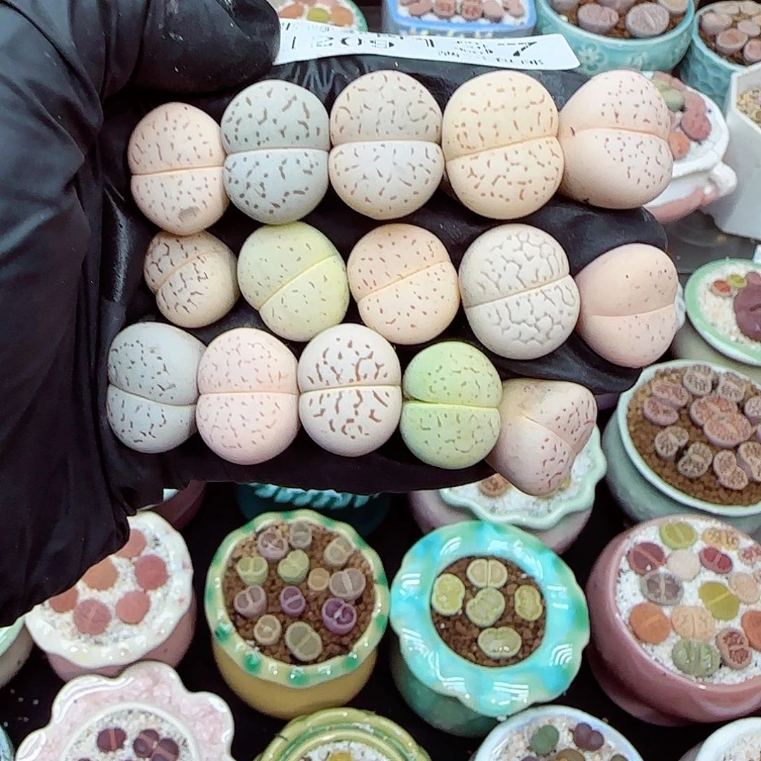 生石花满18包邮1209-137