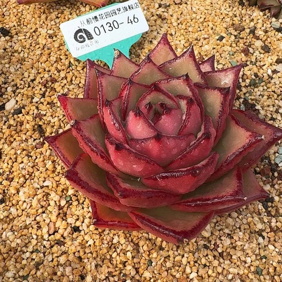 从前慢花园多肉0130-46