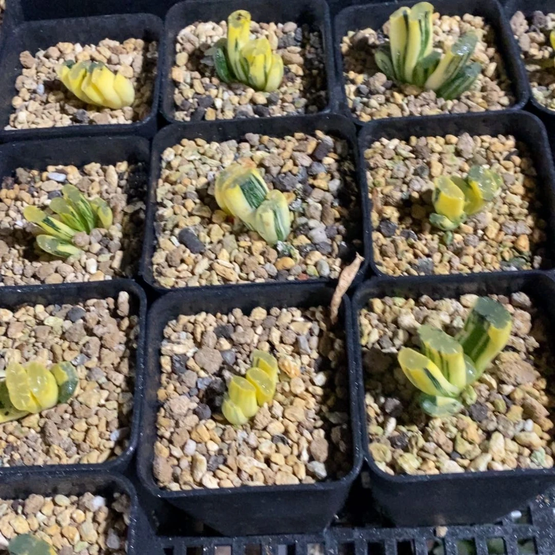 一颗玉扇锦 元旦福利