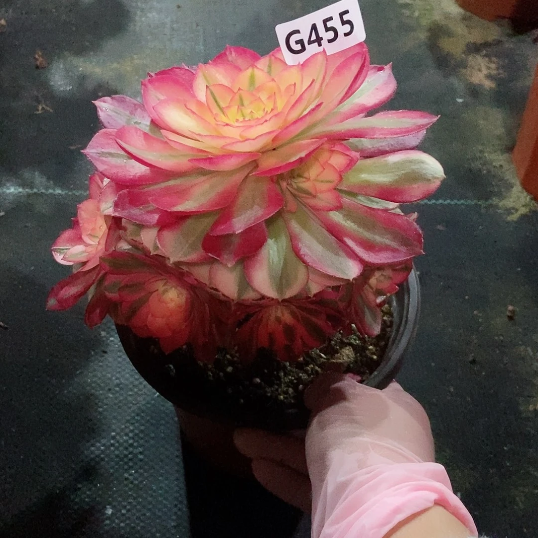 红陶455荔枝3冠服15.6