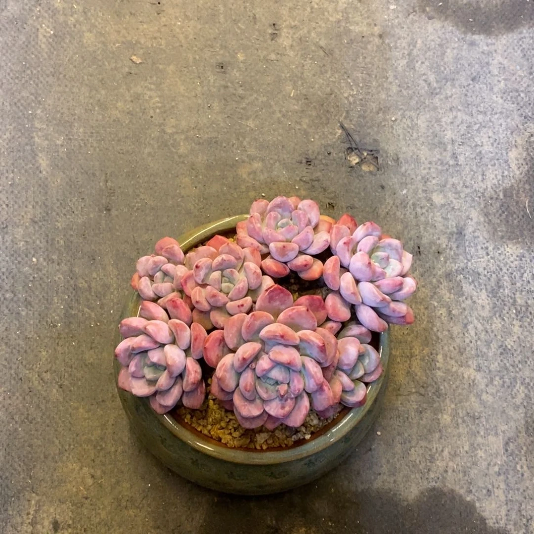 恭喜发财 恭喜发财