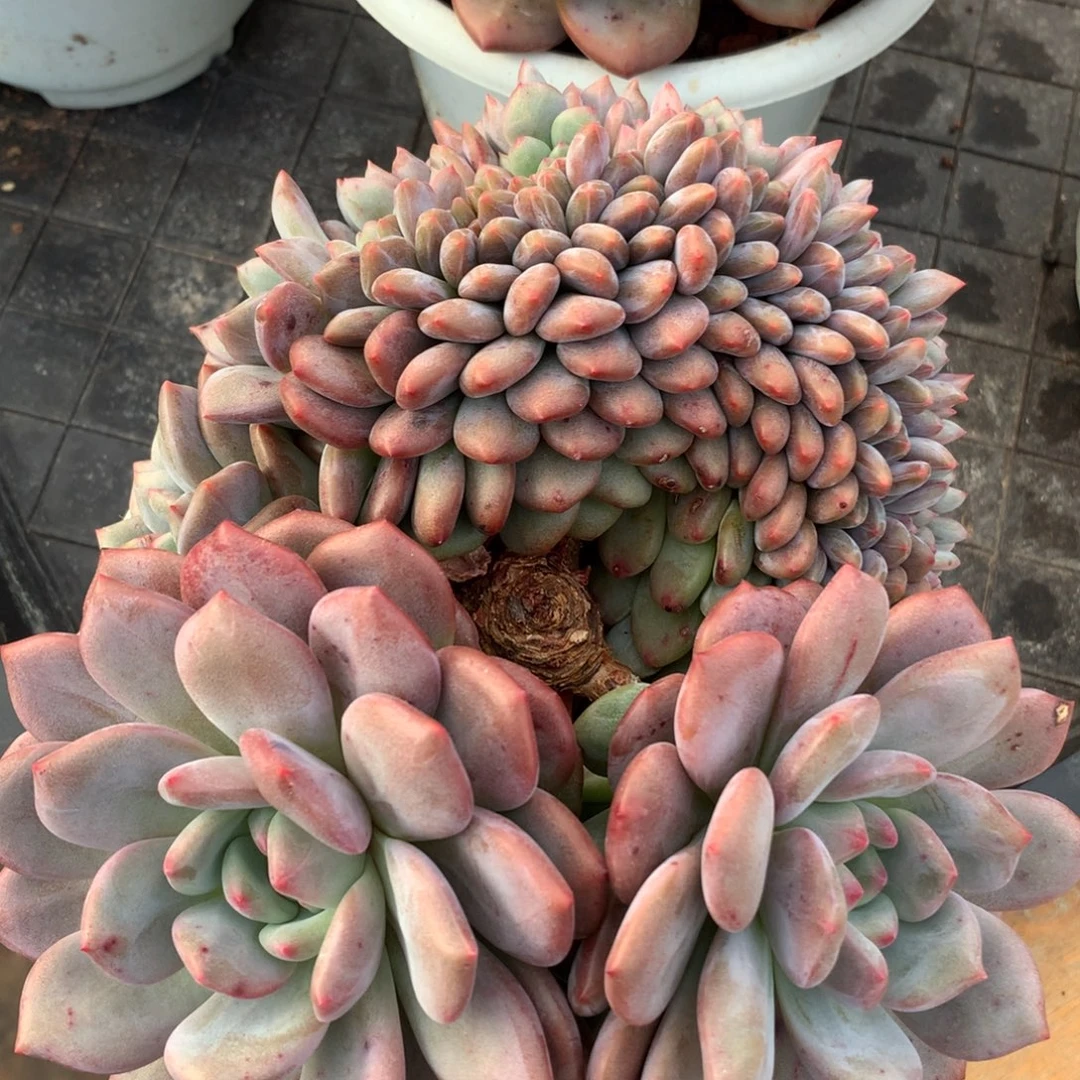 奶茶是最重要就是这么任性不