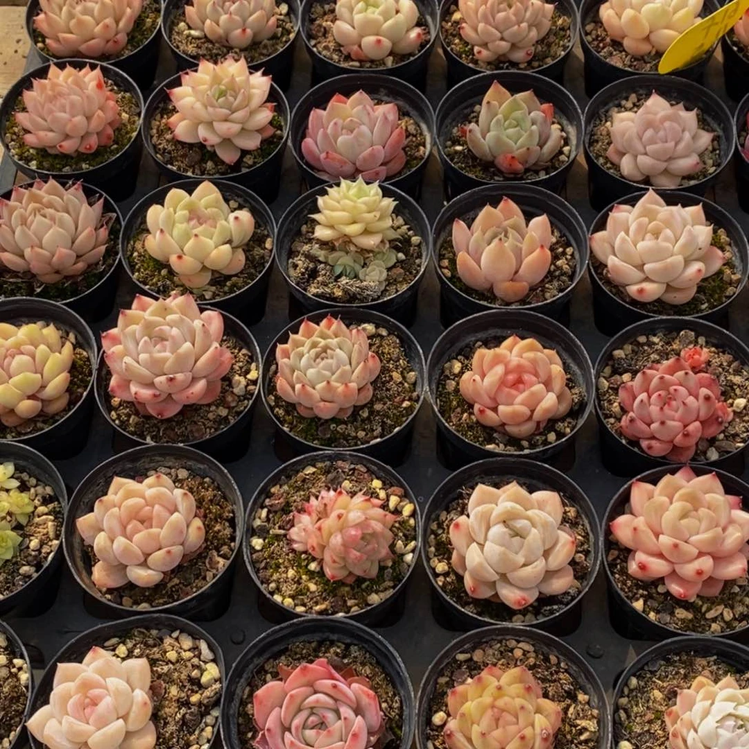 云*441的人生态度是一