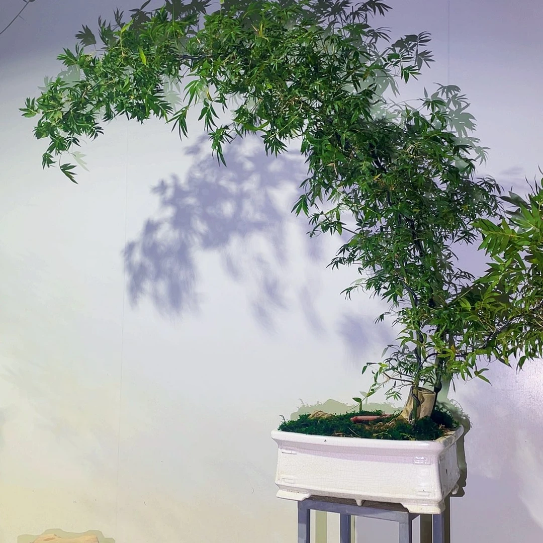 文***少无花朵小叶簕竹熟桩陶瓷盆一物一拍