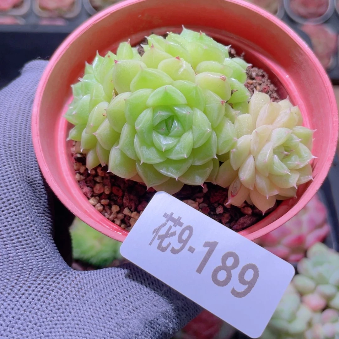 花利美 9-189麦秆群